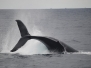Humpback Whale Samana Bay